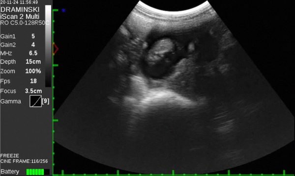 Ecógrafo veterinario para bovinos DRAMINSKI iScan 2 multi - Imagen 3